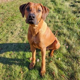 Rhodesian Ridgeback Puppies from Supernova Ridgebacks