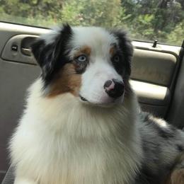Prudence - Australian Shepherd