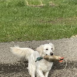 Golden Retriever All Grown Up from Amberidge Golden Retrievers