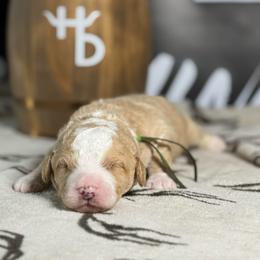 REMINGTON - Red male Bernedoodle puppy in Corpus Christi, Texas from The Henke Doodles