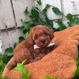 Sushi - Red male Maltipoo puppy in San Diego, California from Maltipoos SD