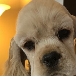 Cocker Spaniels, Havanese, and Portuguese Water Dogs from Lapoco