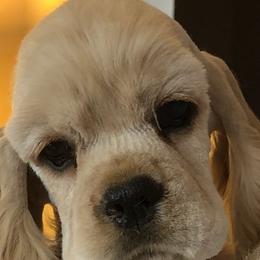 Cocker Spaniels, Havanese, and Portuguese Water Dogs from Lapoco