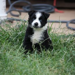 Australian Shepherd Puppies from Rockin Rafter L Aussies