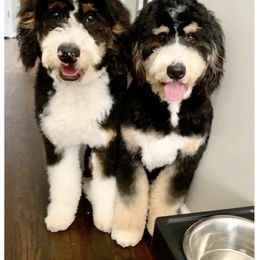 Bernedoodle and Goldendoodle All Grown Up from Doodle My Heart