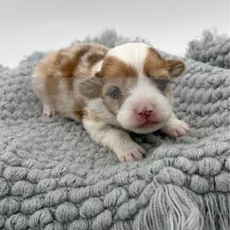 Lily Pad - 1800 - full fluffy - Red female Pembroke Welsh Corgi puppy in Rozet, Wyoming from Hayday Ranch Corgis