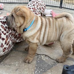 Girl 1 - Fawn female Chinese Shar-Pei puppy in Fairfield, Texas from Majesty SharPei