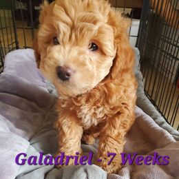 Aussiedoodle and Bernedoodle Puppies from Color Country Doodles