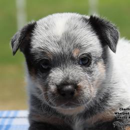 Charlie Boy - Blue male Australian Cattle Dog puppy in Point, Texas from Lakylu Kennels