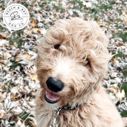Heath - Red Boy - Apricot Goldendoodle puppy in Virginia from Beach and Bay Dog Co