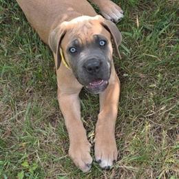 Yellow Collar Female - Gray and fawn female Cane Corso puppy in Lewistown, Montana from Corsi Amore Kennels