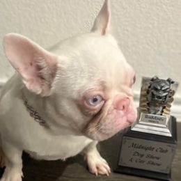Pinky - French Bulldog