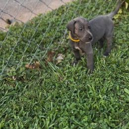 Girl Y - Blue female Great Dane puppy in Missouri from Daniels Danes