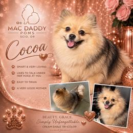 Cocoa - Pomeranian