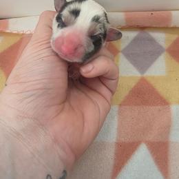 Arctic - Blue merle and white male Cardigan Welsh Corgi puppy in Bland, Missouri from Shadey Lane Corgis