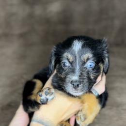 Kimber - Black tri female Miniature Australian Shepherd puppy in Queen Creek, Arizona from Arizona Aussies