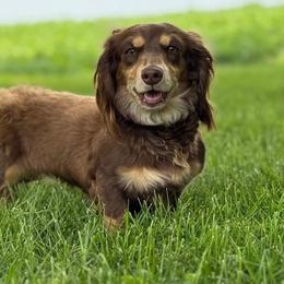 Jasmine - Dachshund