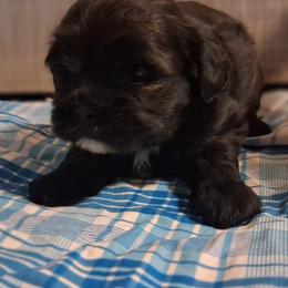 Outlaw - Black male Cavapoo puppy in Montrose, Colorado from Gnomies Furry Friends