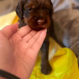 Girl 2 - Chocolate female Labradoodle puppy in Bakersfield, California from Shelly Lynn