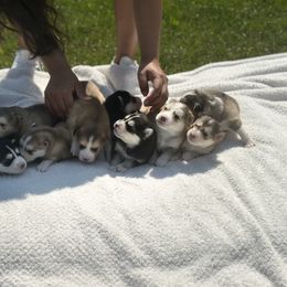 Pomsky Puppies from Lake in the hills Pomskies