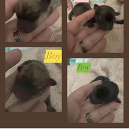 Chihuahua and Poodle Puppies from Garrett’s Chihuahuas and Poodles