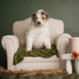 Prada - White female Collie puppy in Huffville, Virginia from Blackberry Hills Cattle dogs and Collies