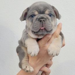 Boy 2 - Tricolors French Bulldog puppy in Spring Creek, Nevada from Nevada Frenchie Co.