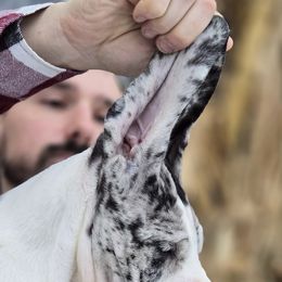 Great Dane Puppies from Bluestone Valley Great Danes