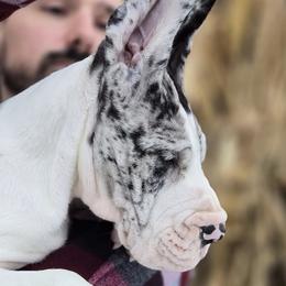 Great Dane Puppies from Bluestone Valley Great Danes