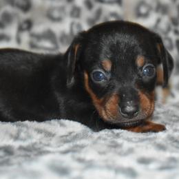 Ariel - Black and tan female Dachshund puppy in Texas from Sparkles & Spurs Mini Dachshunds