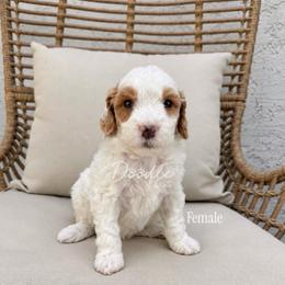 Amber - Parti female Goldendoodle puppy in Gilbert, Arizona from Doodle Bliss