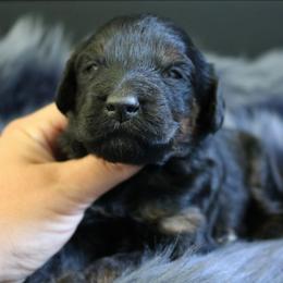 Winnie - Phantom female Goldendoodle puppy in Missouri from Husky Hill Kennel