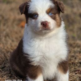 MM.RTF - Red tri female Miniature Australian Shepherd puppy in Deer Lodge, Tennessee from KSH Aussie Haven