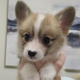 Shimmer - girl - 4th born - White and red female Pembroke Welsh Corgi puppy in Tomball, Texas from Larsen Loved Corgis