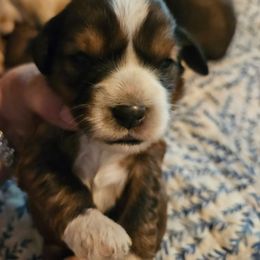 Snow White - Sable female Tibetan Terrier puppy in Dorena, Oregon from West Coast Tibetans