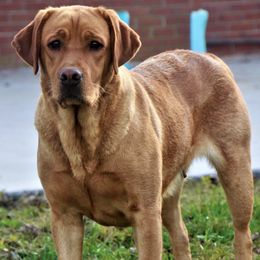 Labrador Retrievers from Big League Labradors