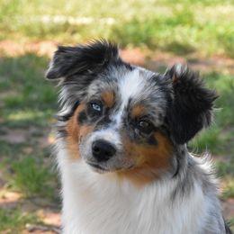 Rip - Toy Australian Shepherd