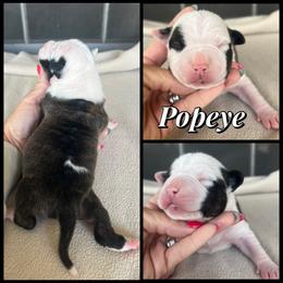 Popeye - Black brindle male American Staffordshire Terrier puppy in Marietta, Georgia from Ambition Amstaffs