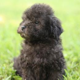 Tito - Black and white male Aussiedoodle puppy in Orleans, Indiana from Mae Blossom Puppies
