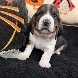 Andre - Black brown and white male Basset Hound puppy in Lubbock, Texas from Hound House