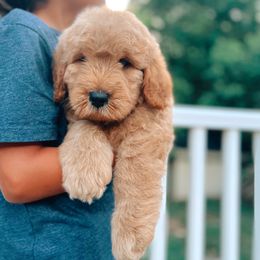 Goldendoodle and Poodle Puppies from Great Doodles & Poodles