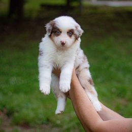 Hera - Red merle female Australian Shepherd puppy in Monroe, Georgia from Lovable Little Aussies