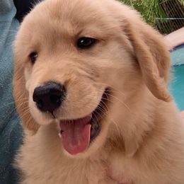 German Shepherd and Golden Retriever Puppies from Vom Bethel