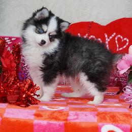 Pomsky, Rottweiler, Shetland Sheepdog, and Toy Shetland Sheepdog Puppies from Mountain High Kennels
