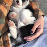 Icelandic Sheepdog Puppies from Kessel Run Icelandic Sheepdogs