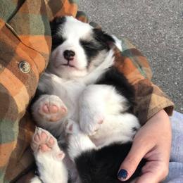 Icelandic Sheepdog Puppies from Kessel Run Icelandic Sheepdogs