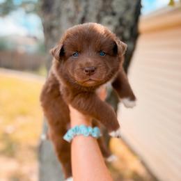 Brioche - Chocolate male Pomsky puppy in Cleveland, Ohio from Lake Point Pomskies