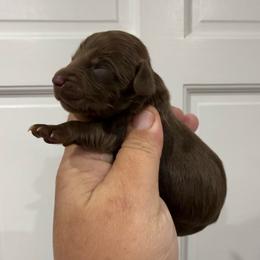 Eloise Bridgerton - Chocolate female Dachshund puppy in Fort Myers, Florida from Lady Margery’s Dachshunds