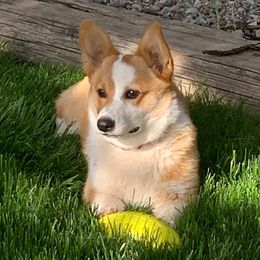 Nacho - Pembroke Welsh Corgi
