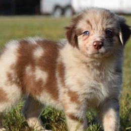 Bridle - Red merle female Australian Shepherd puppy in Stillwater, Oklahoma from Kennel de Fowler